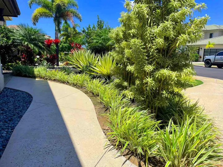 Curved walkway lined with tropical plants