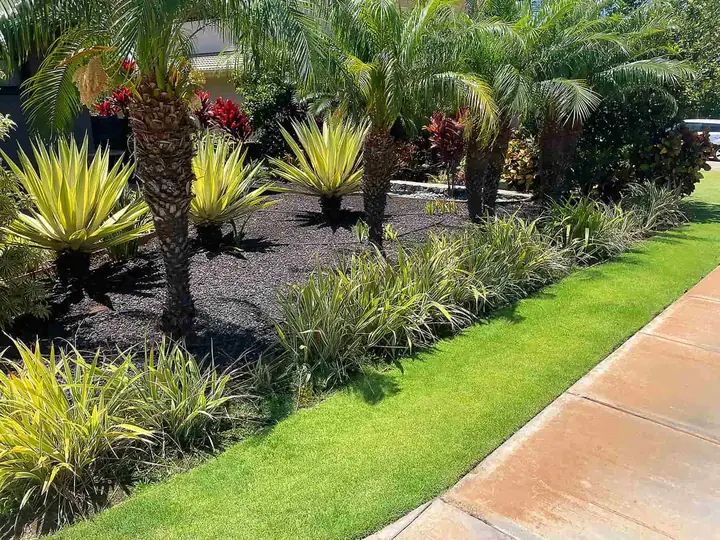 Tropical planting beds with fresh mulch along a Maui sidewalk