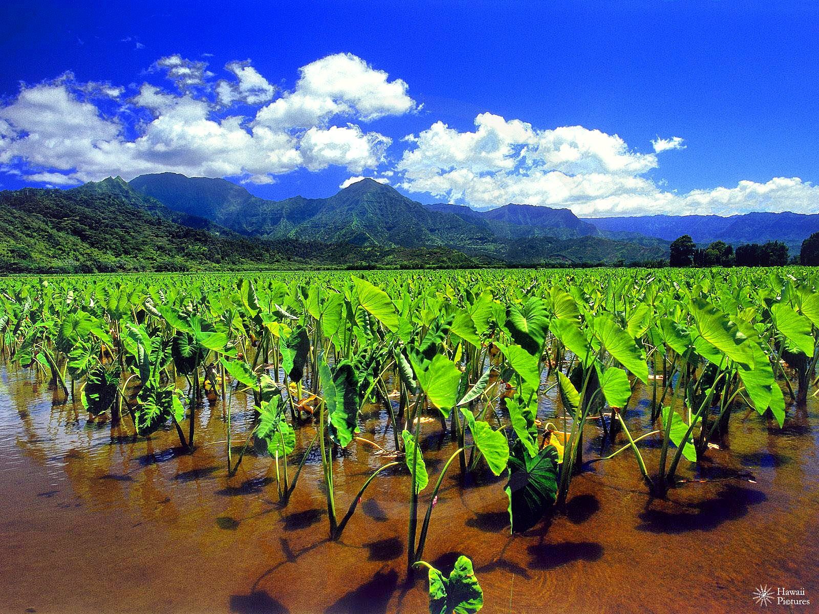 Taro (Kalo) - Image 2