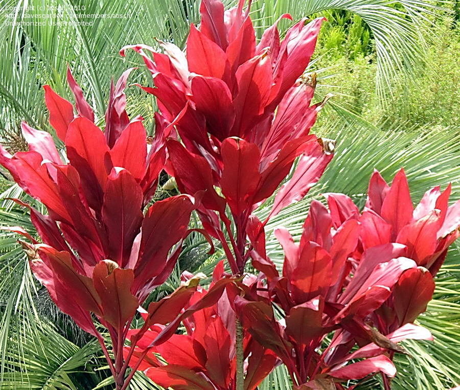 Ti Plant (Kī) - Image 2