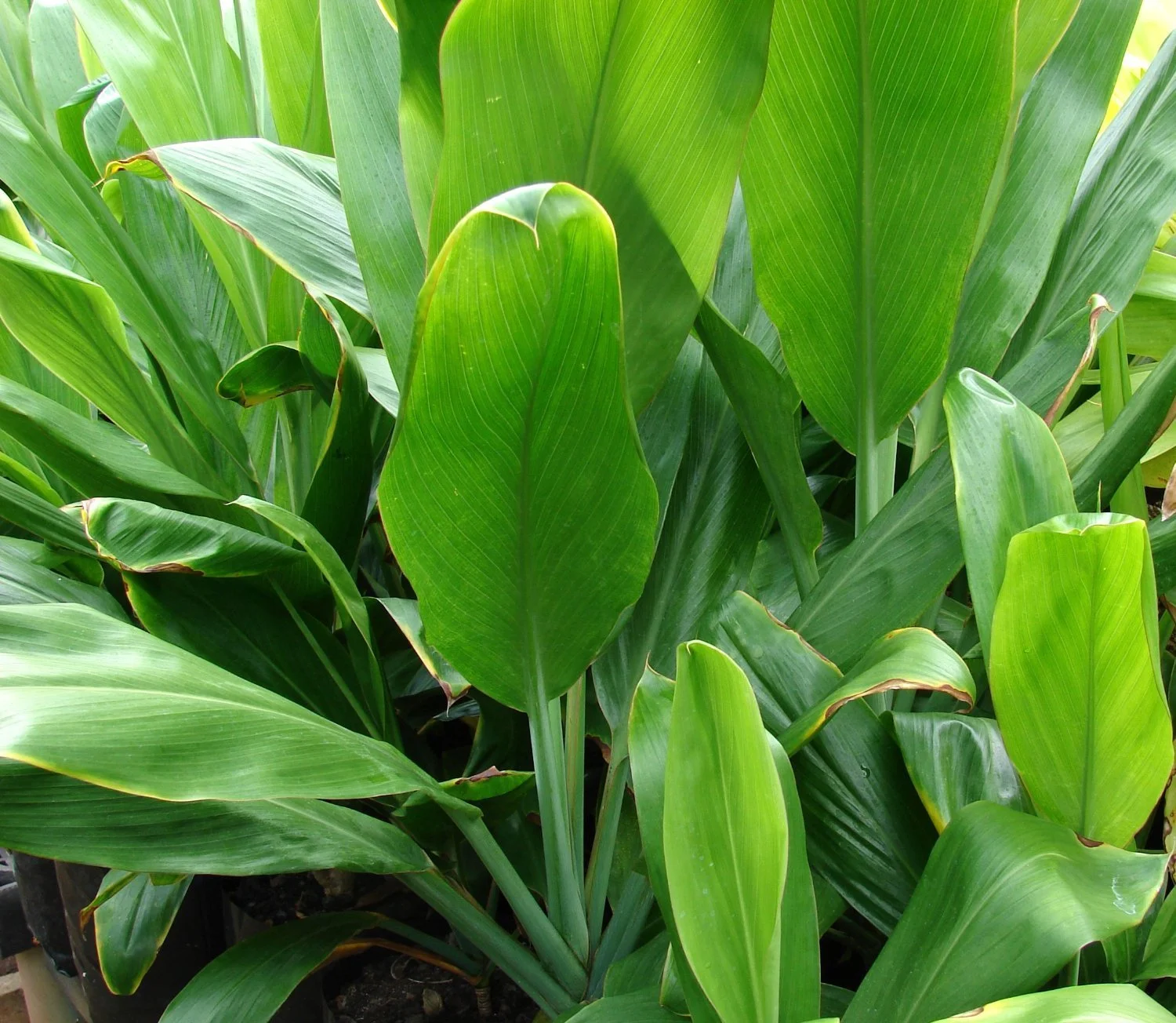 Ti Plant (Kī) - Image 3