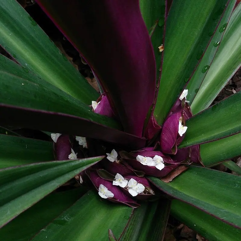 Tradescantia spathacea (Rhoeo) - Image 3