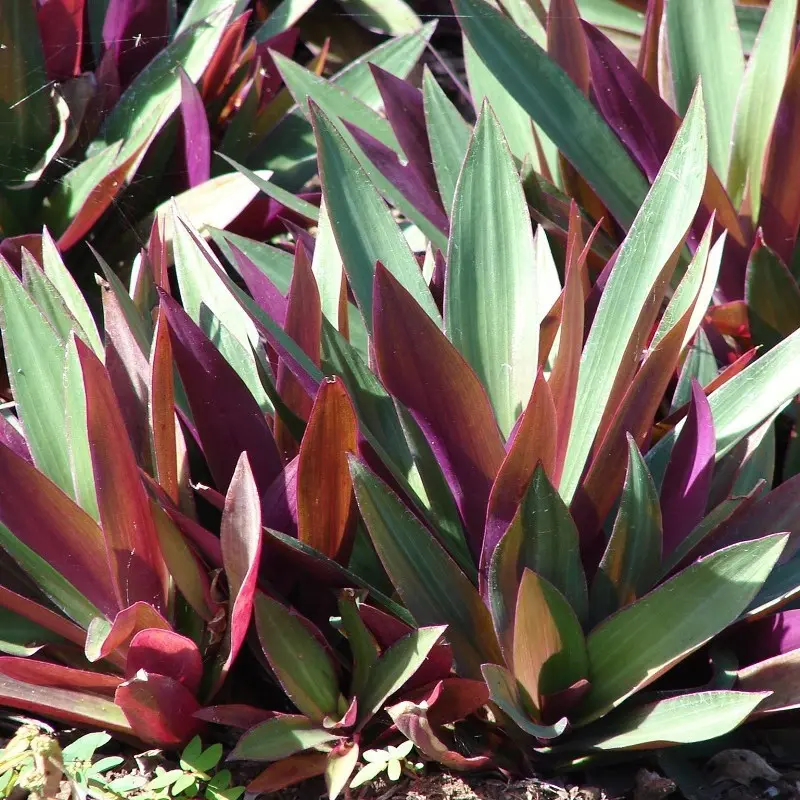 Tradescantia spathacea (Rhoeo) - Image 4