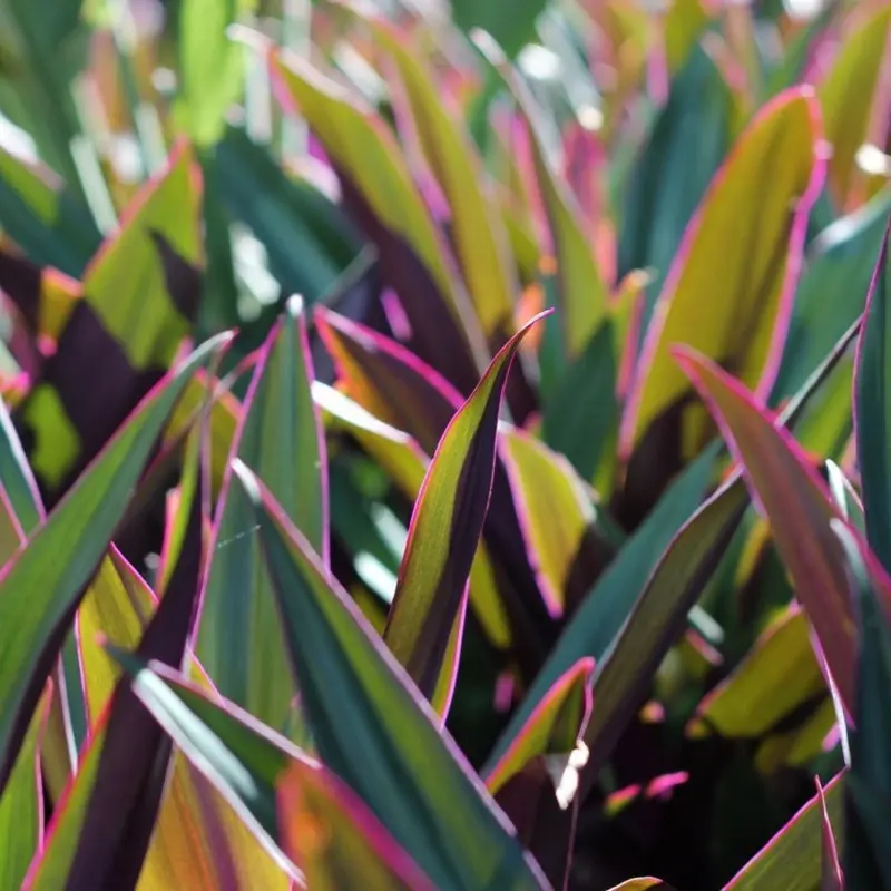 Tradescantia spathacea (Rhoeo) - Image 2