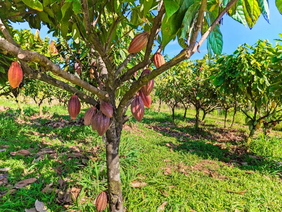 Cacao Tree (Kakao)