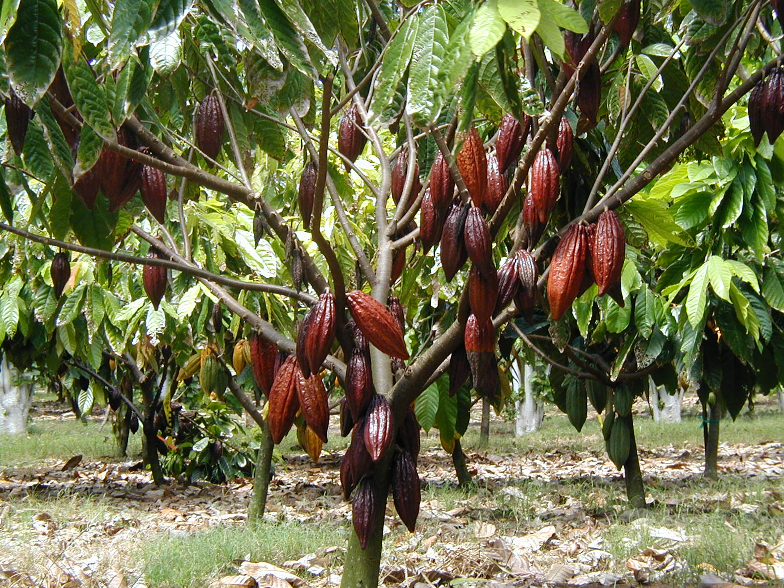 Cacao Tree (Kakao) - Image 4