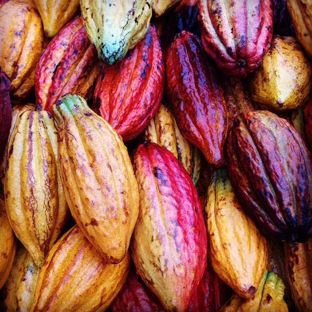 Cacao Tree (Kakao) - Image 2