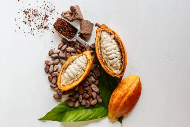 Cacao Tree (Kakao) - Image 3
