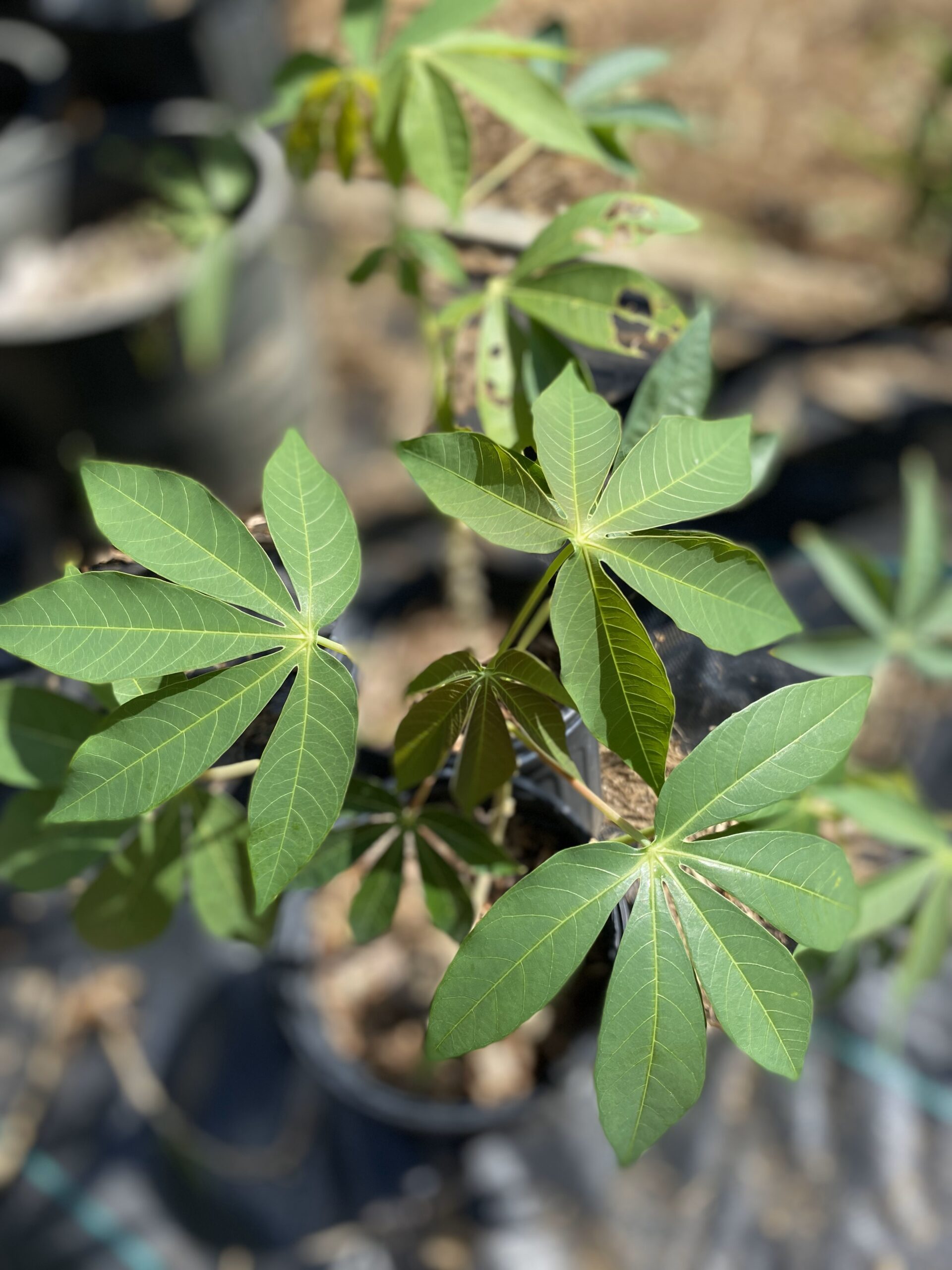 Cassava Plant - Image 3