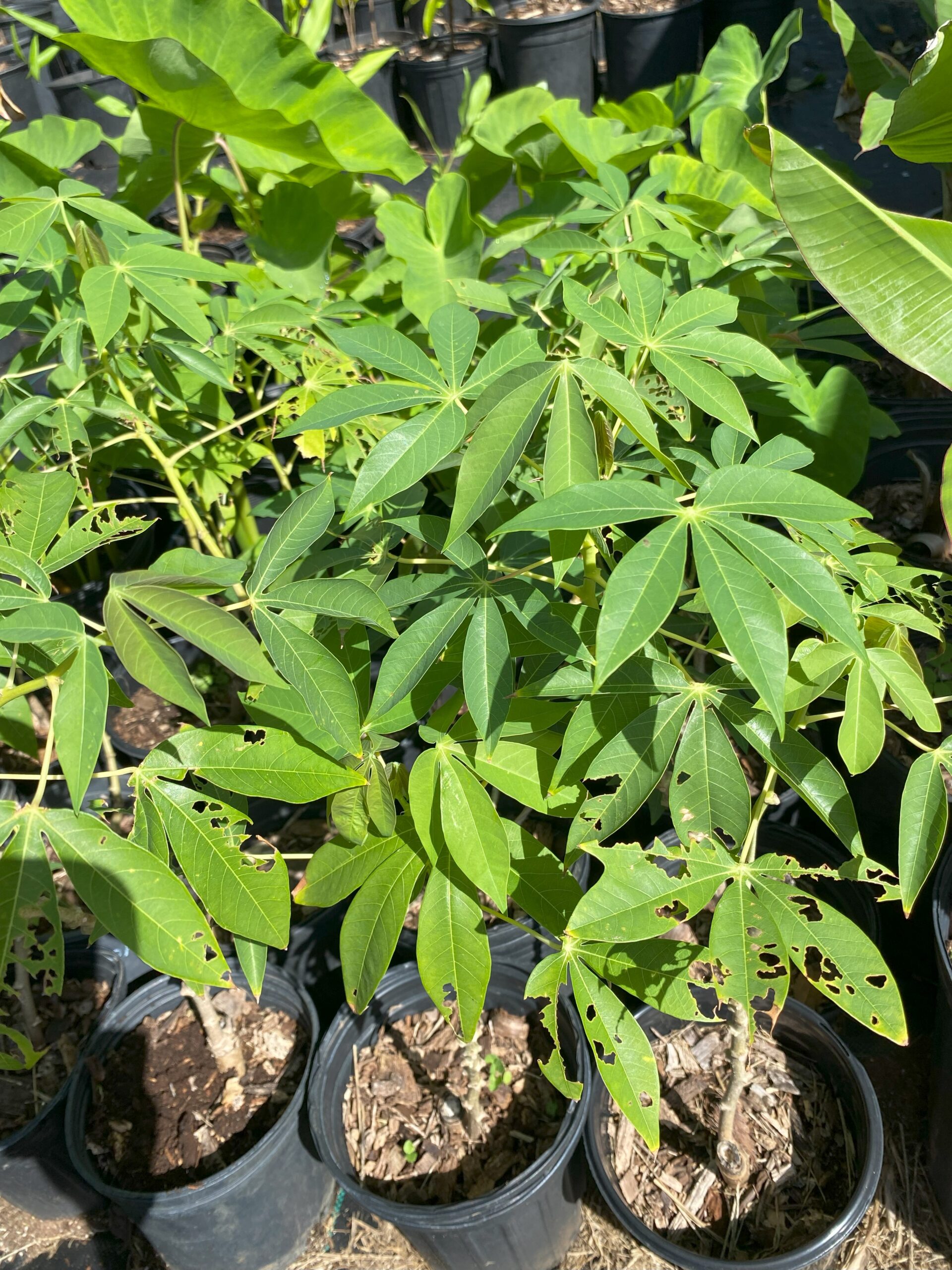 Cassava Plant - Image 4