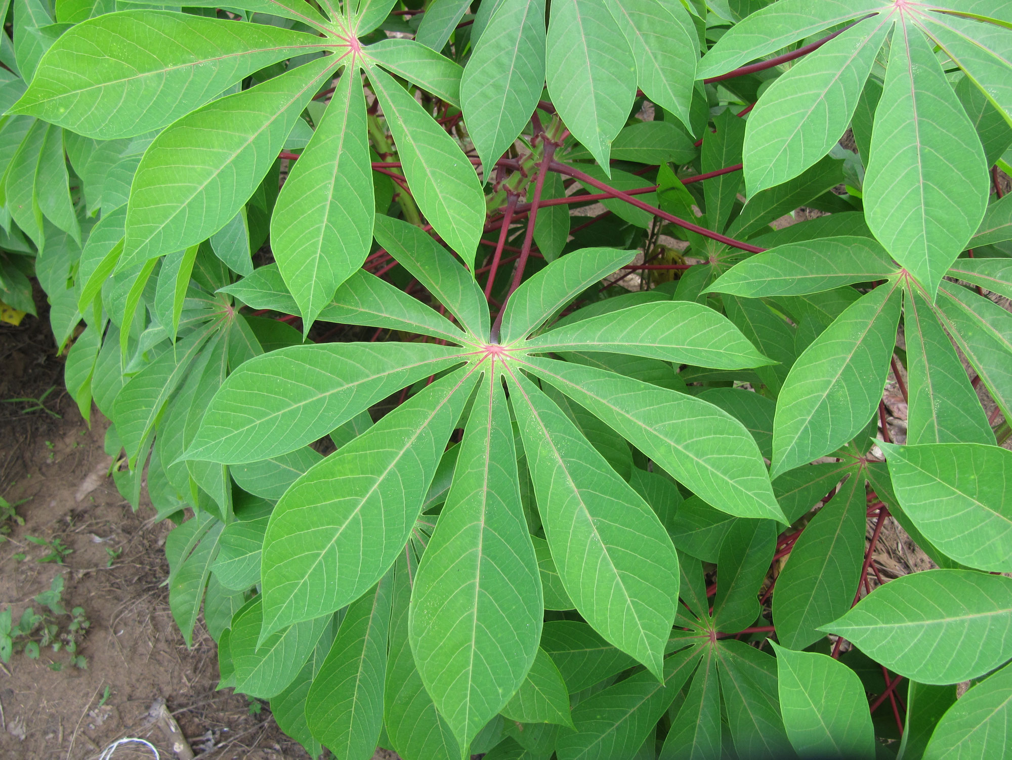 Cassava Plant - Image 2