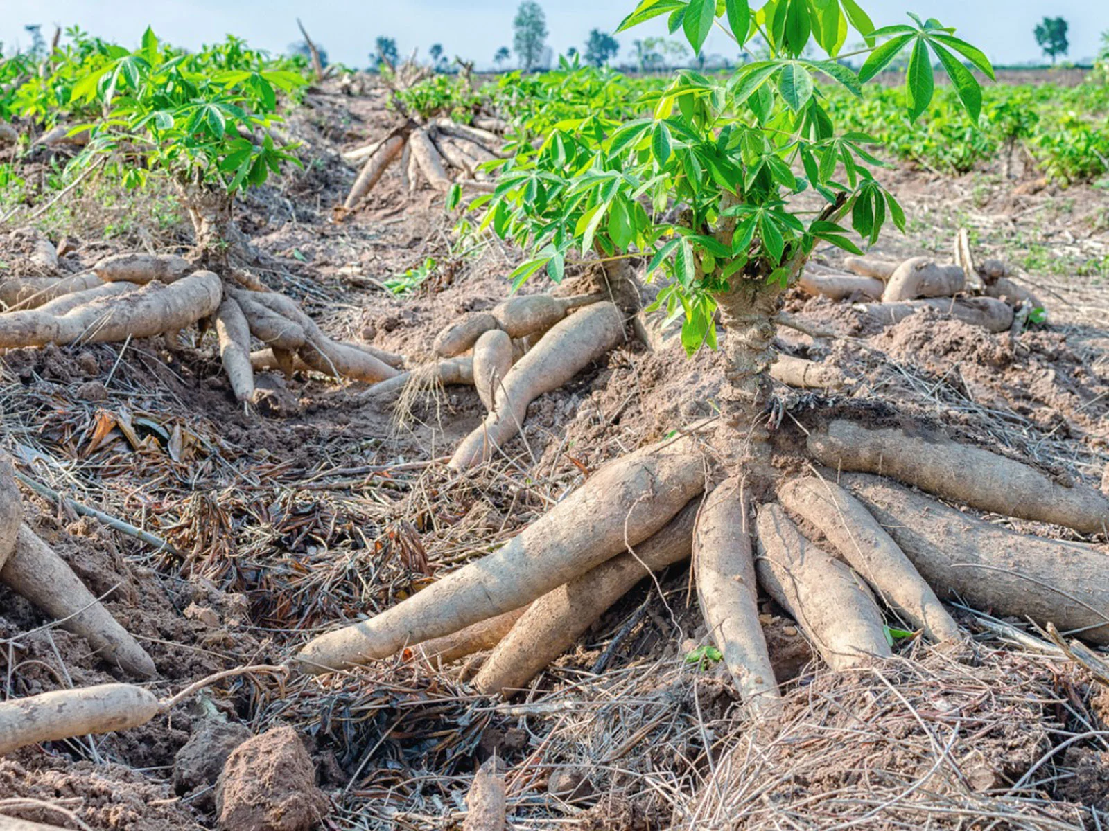 Cassava Plant - Image 5