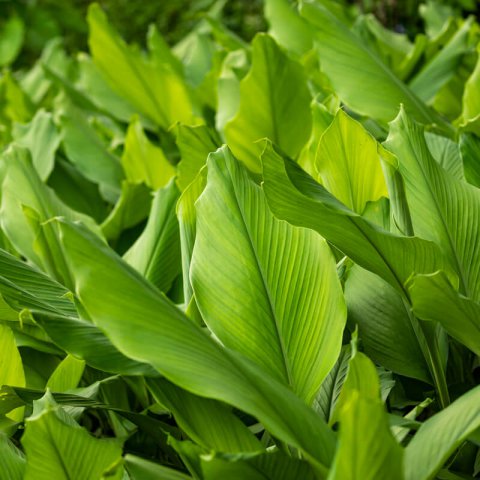 Turmeric (Olena)