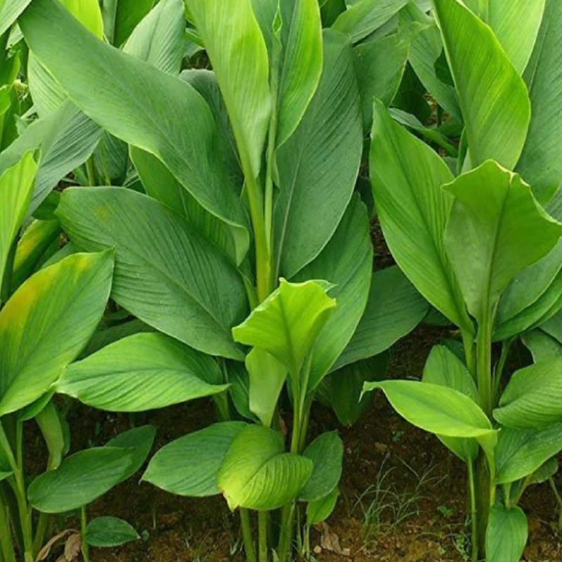 Turmeric (Olena) - Image 4