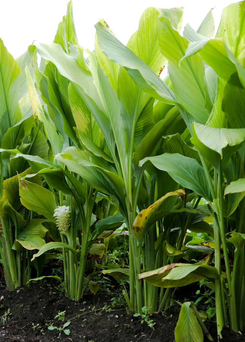 Turmeric (Olena) - Image 5