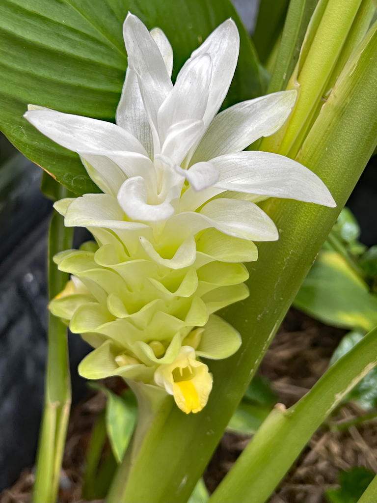 Turmeric (Olena) - Image 2